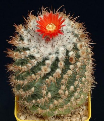 Parodia_otuyensis_v_yampar